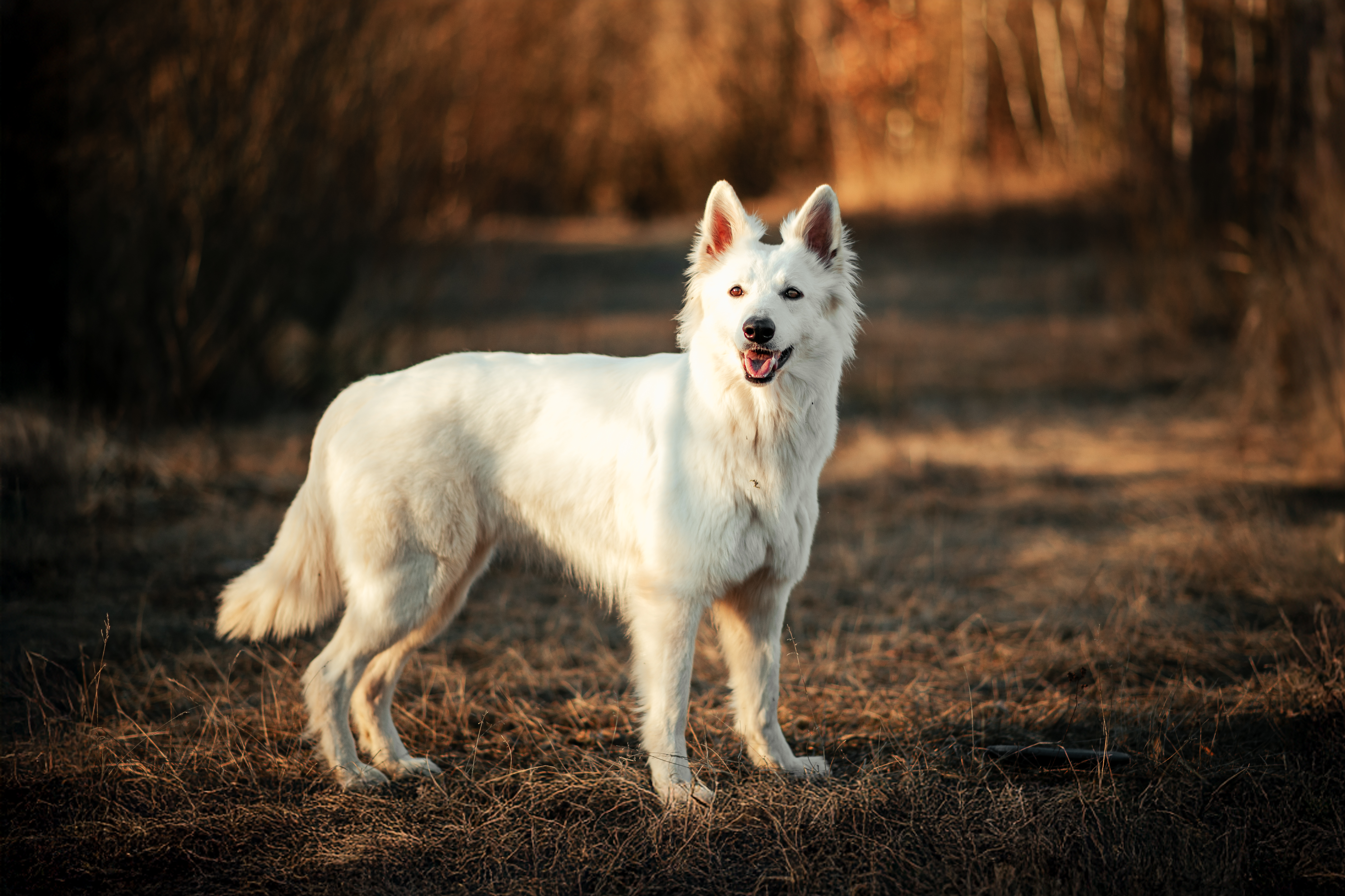 focení psů, focení domácích mazlíčků